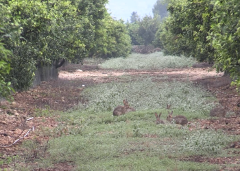 Hi ha plaga de conills a les finques de cítrics del Baix Ebre i del Montsià?