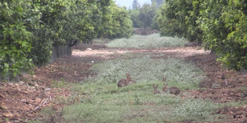 Hi ha plaga de conills a les finques de cítrics del Baix Ebre i del Montsià?