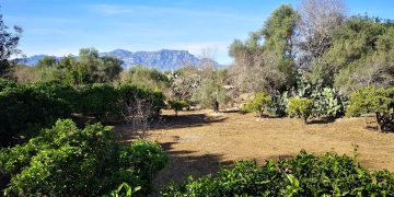 Junts per l’Ebre insta Esquerra a aprovar el reglament per facilitar la crema de rama