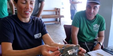 L’IRTA etiqueta 500 crancs blaus al Delta per conèixer els patrons de mobilitat de l’espècie