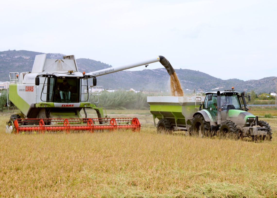 La producció d’arròs al Delta pot caure un 10%, per l’excés de calor i d’humitat de l’estiu