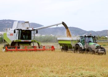 La producció d’arròs al Delta pot caure un 10%, per l’excés de calor i d’humitat de l’estiu