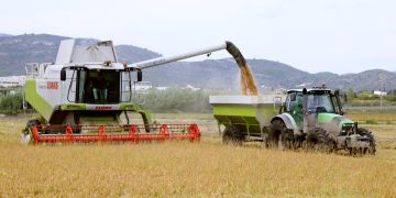 La producció d’arròs al Delta pot caure un 10%, per l’excés de calor i d’humitat de l’estiu