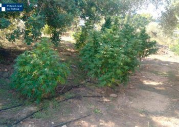 La Policia Local de Tortosa intercepta 24 plantes de marihuana en una finca agrícola