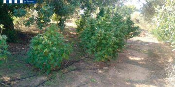 La Policia Local de Tortosa intercepta 24 plantes de marihuana en una finca agrícola