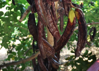 ‘La garrofa, l’or que ningú va saber veure’, per Batiste Forcadell