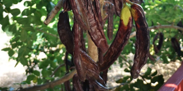 ‘La garrofa, l’or que ningú va saber veure’, per Batiste Forcadell