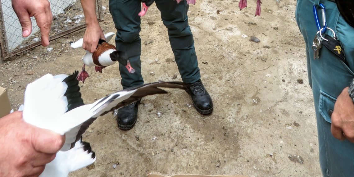 Intercepten 34 animals de diverses espècies protegides en un recinte privat de Deltebre