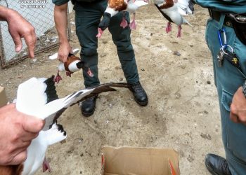 Intercepten 34 animals de diverses espècies protegides en un recinte privat de Deltebre