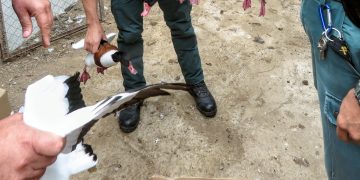 Intercepten 34 animals de diverses espècies protegides en un recinte privat de Deltebre