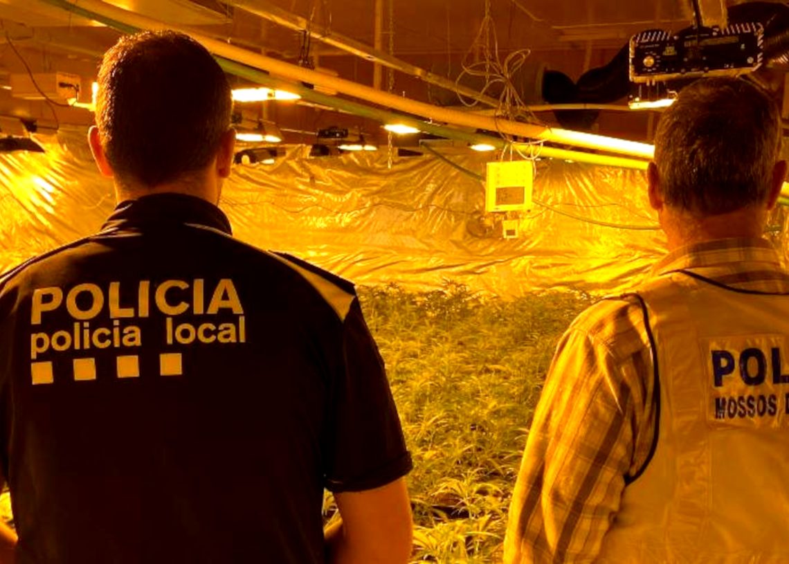 Un detingut a l’Ampolla per una plantació interior amb 800 plantes de marihuana