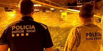 Un detingut a l’Ampolla per una plantació interior amb 800 plantes de marihuana