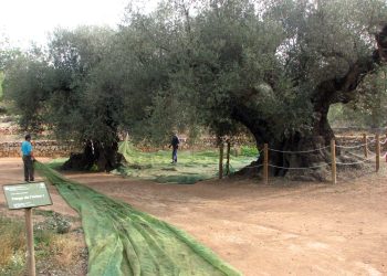 La sequera fa caure en picat la collita de les oliveres mil·lenàries, que es quedarà en només 300 litres d’oli