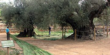 La sequera fa caure en picat la collita de les oliveres mil·lenàries, que es quedarà en només 300 litres d’oli