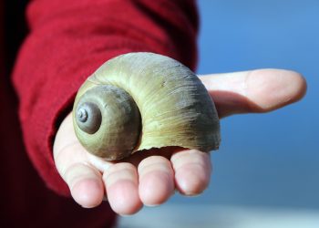 El caragol maçana repunta aigües avall de Tortosa, per les captures de cranc blau