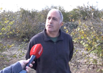 Alarma a la Fatarella pels danys que els senglars provoquen als camps d’avellaners