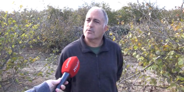 Alarma a la Fatarella pels danys que els senglars provoquen als camps d’avellaners