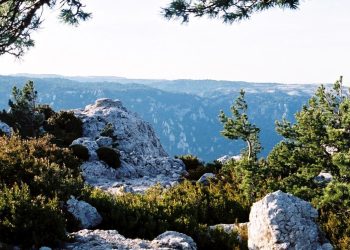 Tortosa planifica la gestió forestal dels terrenys municipals del Port durant 15 anys