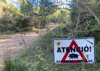 Acció Climàtica presenta el pla de xoc per fer front a la sobrepoblació de senglars a l’Ebre