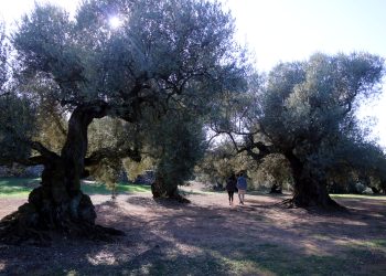 Pagesos i entitats alerten que la manca d’ajuts del Govern posa en perill la protecció de les oliveres mil·lenàries