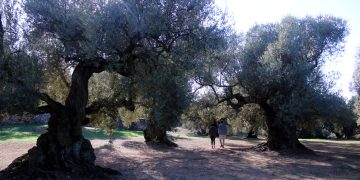 Pagesos i entitats alerten que la manca d’ajuts del Govern posa en perill la protecció de les oliveres mil·lenàries