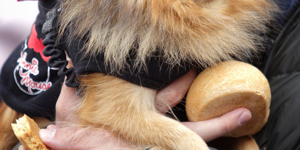 [#Fotogaleria] Alcanar: les imatges més espectaculars de la festa de Sant Antoni