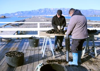 Els musclaires del Delta assagen l’ús de cria de piscifactories de l’Ametlla de Mar