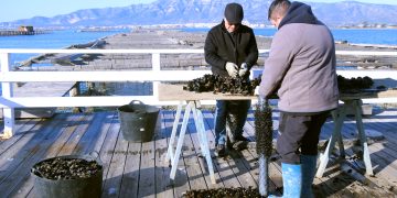 Els musclaires del Delta assagen l’ús de cria de piscifactories de l’Ametlla de Mar