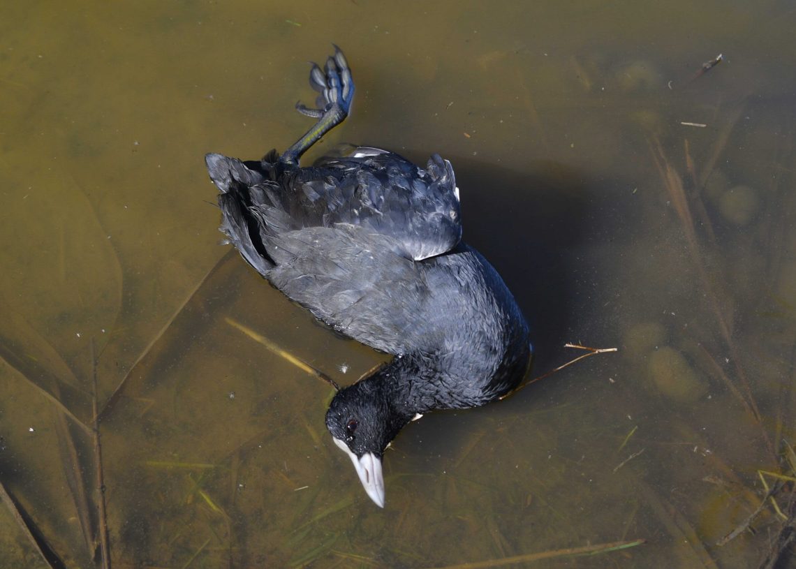 El GEPEC reclama al govern la suspensió de les tirades d’ànecs i fotges al Delta