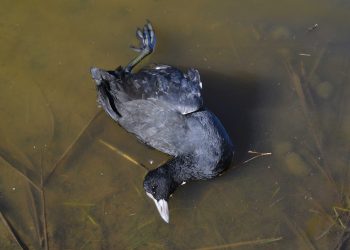 El GEPEC reclama al govern la suspensió de les tirades d’ànecs i fotges al Delta