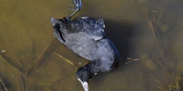 El GEPEC reclama al govern la suspensió de les tirades d’ànecs i fotges al Delta