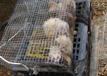 Els Mossos denuncien dos furtius caçant conills amb fures en una zona boscosa de Roquetes