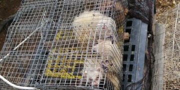 Els Mossos denuncien dos furtius caçant conills amb fures en una zona boscosa de Roquetes