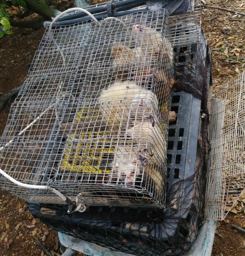 Els Mossos denuncien dos furtius caçant conills amb fures en una zona boscosa de Roquetes