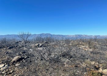 El detingut per la Policia Local de Tortosa és per dos incendis de diumenge al vespre