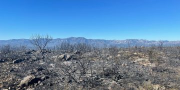 El detingut per la Policia Local de Tortosa és per dos incendis de diumenge al vespre
