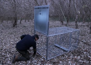Instal·len trampes per capturar senglars i evitar els danys que provoquen al Delta
