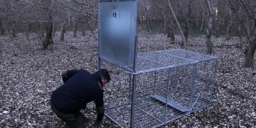 Instal·len trampes per capturar senglars i evitar els danys que provoquen al Delta