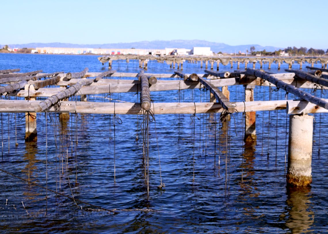 El Parlament aprova ajudar els musclaires del Delta amb pèrdues causades per la calor