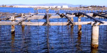 El Parlament aprova ajudar els musclaires del Delta amb pèrdues causades per la calor