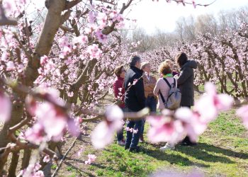 La Ribera d’Ebre programa diverses experiències turístiques per gaudir de la floració dels arbres fruiters