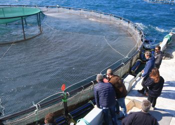 L’empresa aqüícola Acuidelta construirà un centre per classificar el peix a la Cala