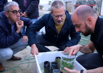 Els musclaires introdueixen la producció d’algues en cordes a les badies del Delta