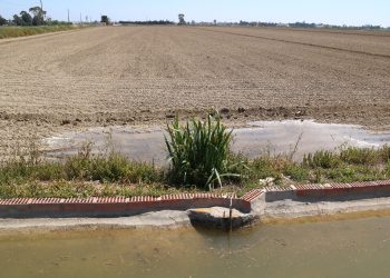 El Delta es prepara per iniciar la campanya de l’arròs amb la meitat de l’aigua de reg
