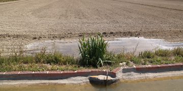 El Delta es prepara per iniciar la campanya de l’arròs amb la meitat de l’aigua de reg