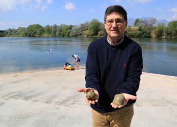 La CHE dona per erradicat el caragol maçana a Miravet i controlat en el tram fins a Tortosa