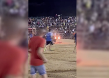 Les imatges de l’ensurt amb el bou embolat durant les festes de la Ràpita