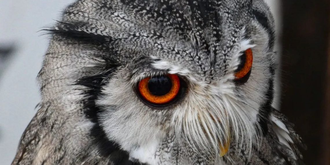 Un Renaixement de transició