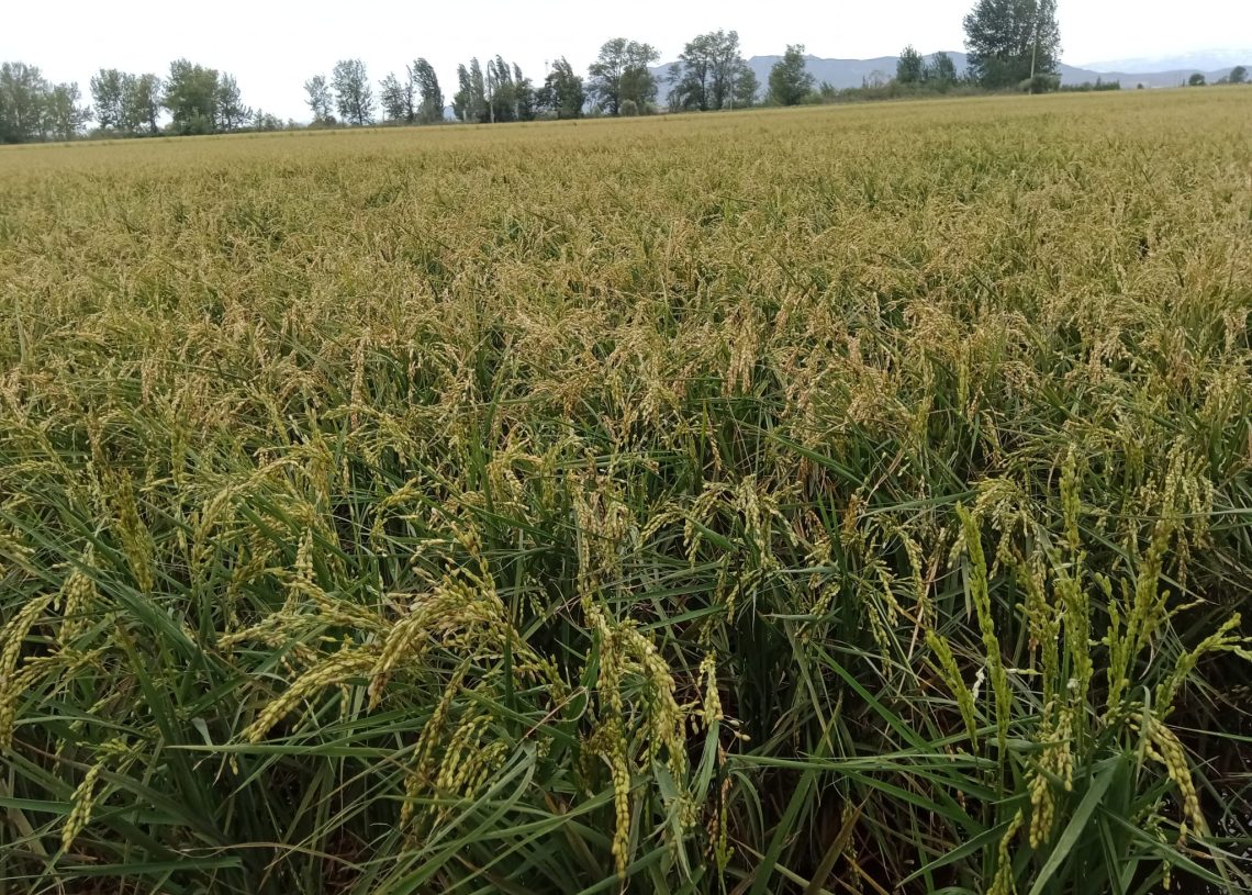 Pèrdues del 50% en la collita d’arròs de Poble Nou i la Ràpita, per les pedregades de dissabte