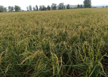Pèrdues del 50% en la collita d’arròs de Poble Nou i la Ràpita, per les pedregades de dissabte